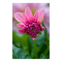 Pink Dahlia Poster posters by FloralPalette Pink Dahlia Poster posters