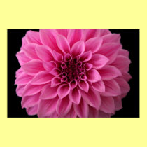 Pink Dahlia posters