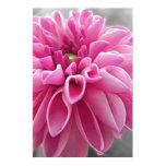 Pink Dahlia Poster
