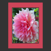 Pink Dahlia posters