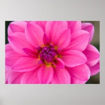 Pink Dahlia Posters