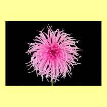 Pink Dahlia posters