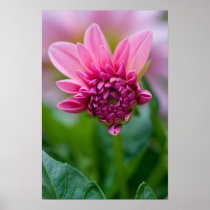 Pink Dahlia Poster