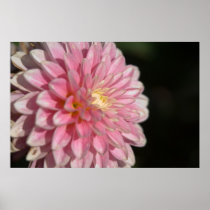 Pink Dahlia Posters