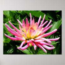 Pink dahlia posters