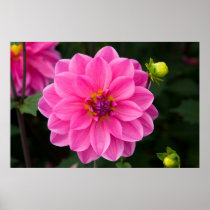 Pink Dahlia Posters