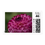 Pink Dahlia • September Wedding Stamp