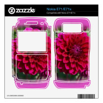 Pink Dahlia