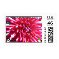 Pink Dahlia Stamp stamp