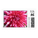 Pink Dahlia Stamp by ggbythebay Pink Dahlia Stamp