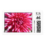 Pink Dahlia Stamp