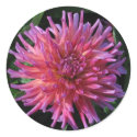 Pink Dahlia stickers by ggbythebay Pink Dahlia stickers