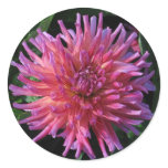 Pink Dahlia Round Stickers