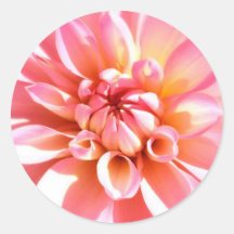 Pink dahlia sticker