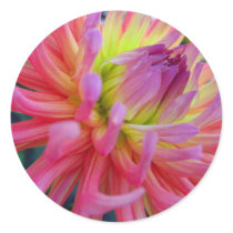 Pink Dahlia Stickers