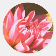 Pink dahlia stickers