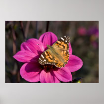 Pink Dahlia with Painted Lady Print
