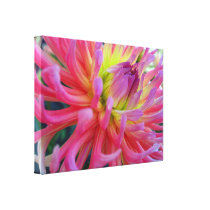 Pink Dahlia Wrapped Canvas