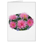 Pink Dahlias and Asters Greeting Cards