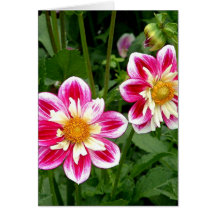 "Pink Dahlias...double trouble" Greeting Card
