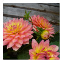 "Pink Dahlias" Fine Art Poster posters by GreenGardenGates "Pink Dahlias" Fine Art Poster posters