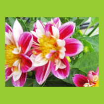 Pink Dahlias Poster posters