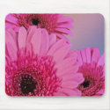 Pink daisies mousepads