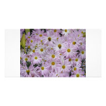 Pink Daisies Plus photo cards by Loribme Pink Daisies Plus photo cards
