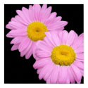 Pink Daisies posters