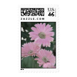 Pink Daisies stamps stamps