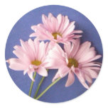 Pink Daisies Round Stickers