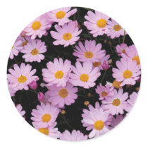Pink Daisies with Yellow Centers stickers