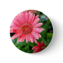 Pink Daisy after rain