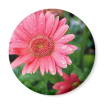 Pink Daisy after rain Magnets