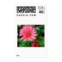 Pink Daisy after rain Postage Stamp