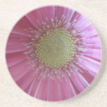 Pink Daisy Beauty Drink Coaster