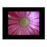 Pink Daisy Beauty Postcard