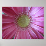 Pink Daisy Beauty Posters