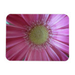 Pink Daisy Beauty Rectangle Magnet