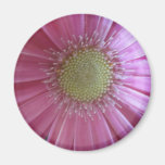 Pink Daisy Beauty Refrigerator Magnet
