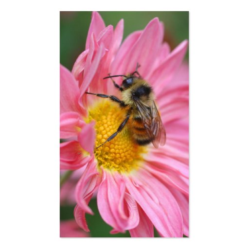 Pink Daisy Bee Flower Photography Business Card (back side)