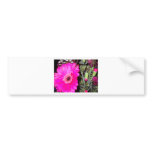Pink Daisy bumper stickers