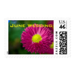 Pink Daisy • June Wedding Stamp