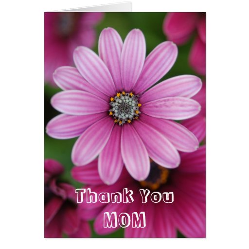 Pink Daisy Mothers Day Card