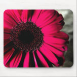 Pink Daisy Mousepad mousepads