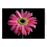 Pink Daisy on black Cards
