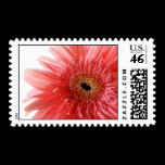Pink Daisy Postage Stamp stamps