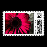Pink Daisy Postage Stamp stamps