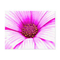 Pink Daisy Postcard
