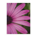 Pink Daisy Postcard